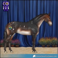 Horse Color:White Spotted Bay 