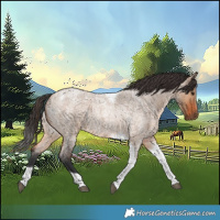Horse Color:Bay Roan Dun Tobiano 
