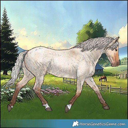 Horse Color:Silver Bay Roan Dun 