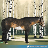 Horse Color:Gray Buckskin Frame