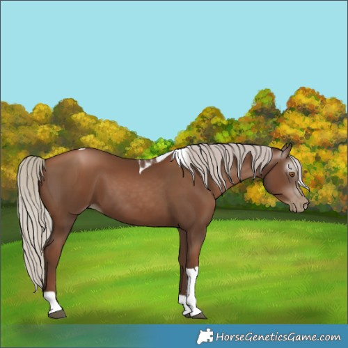 Horse Color:Gray Silver Black Pearl Tobiano 