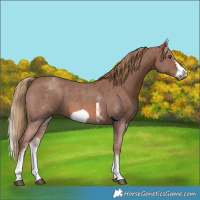Horse Color:White Spotted Chestnut Sabino Frame 