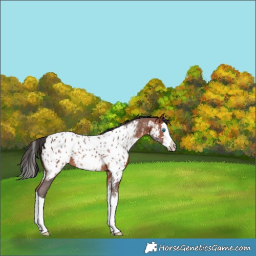 Horse Color:Bay Sabino Splash Appaloosa