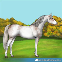Horse Color:White Spotted Chestnut Sabino Frame
