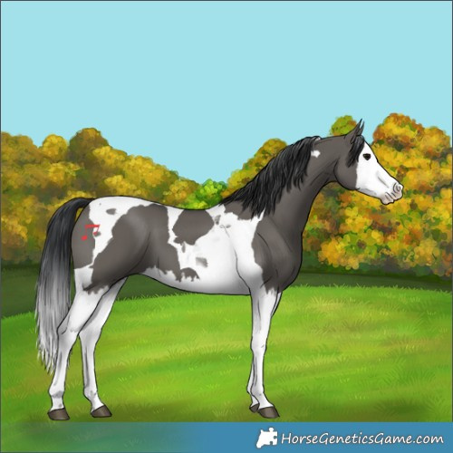 Horse Color:Grullo Splash Tobiano