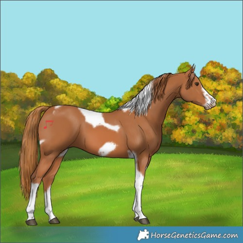 Horse Color:Chestnut Tobiano Frame