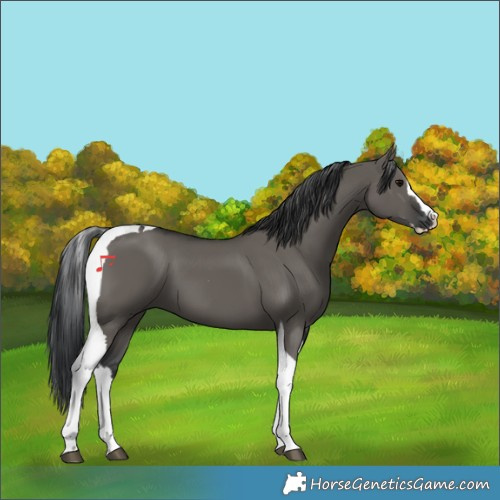 Horse Color:Grullo Splash Tobiano 