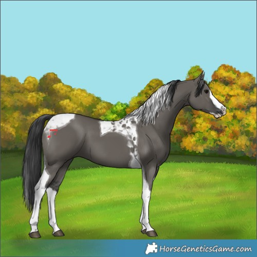 Horse Color:Grullo Splash Tobiano 