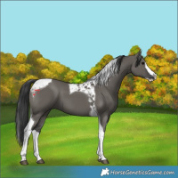 Horse Color:Grullo Splash Tobiano 