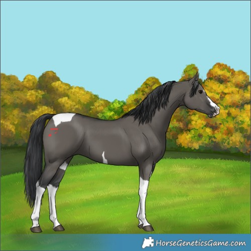 Horse Color:Grullo Splash Tobiano