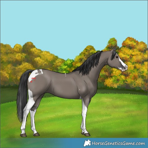 Horse Color:Grullo Splash Tobiano 