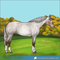 Horse Color:Gray Silver Blue Roan Pearl Tobiano 