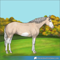 Horse Color:Silver Classic Champagne Dun Splash Frame 