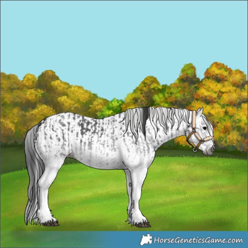 Horse Color:Gray White Spotted Black and White Spotted Black