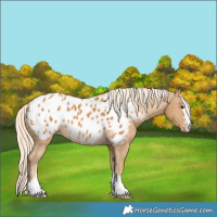 Horse Color:Palomino Blanket