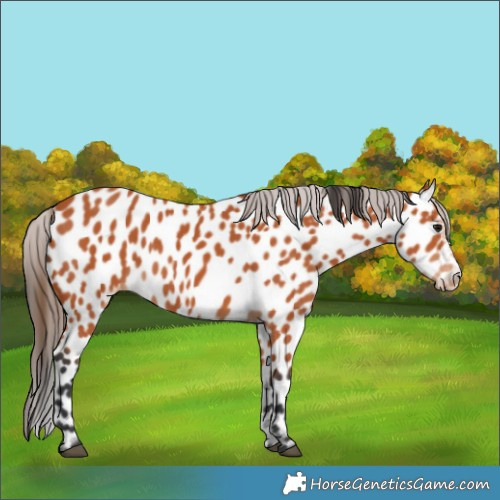 Horse Color:Bay Leopard 