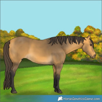 Horse Color:Buckskin 