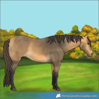 Horse Color:Buckskin