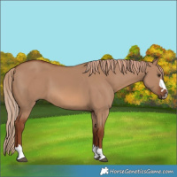 Horse Color:Red Dun 