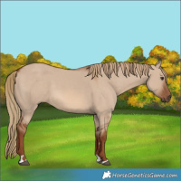 Horse Color:Red Dun
