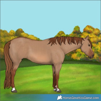 Horse Color:Red Dun