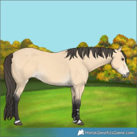 Horse Color:Buckskin