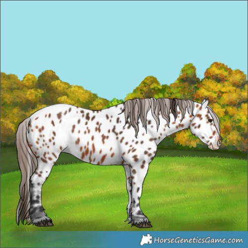 Horse Color:Bay Appaloosa 