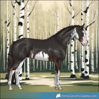 Horse Color:White Spotted Liver Chestnut 
