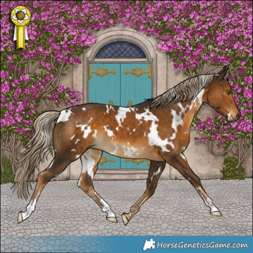 Horse Color:White Spotted Chocolate Palomino 