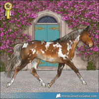 Horse Color:White Spotted Chocolate Palomino 