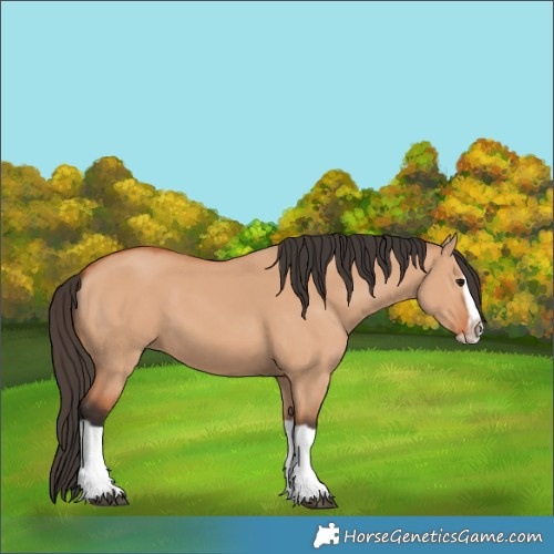 Horse Color:Bay Dun Splash Frame 