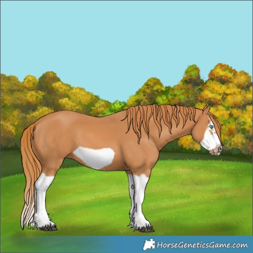 Horse Color:Chestnut Splash Frame 