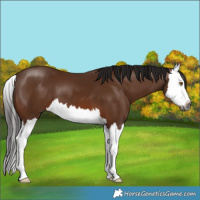 Horse Color:Gray Bay Splash 