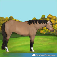Horse Color:Gray Bay Dun