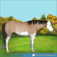 Horse Color:Gray Bay Dun Splash Rabicano