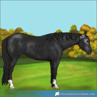 Horse Color:Gray Black