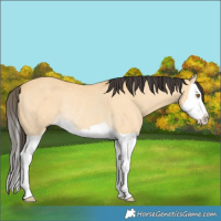 Horse Color:Buckskin Splash Rabicano