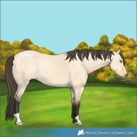 Horse Color:Buckskin Dun 