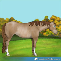 Horse Color:Gray Smoky Black Pearl Rabicano