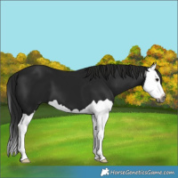 Horse Color:Gray Black Splash 