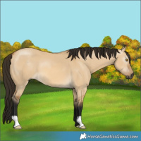 Horse Color:Gray Buckskin Dun 