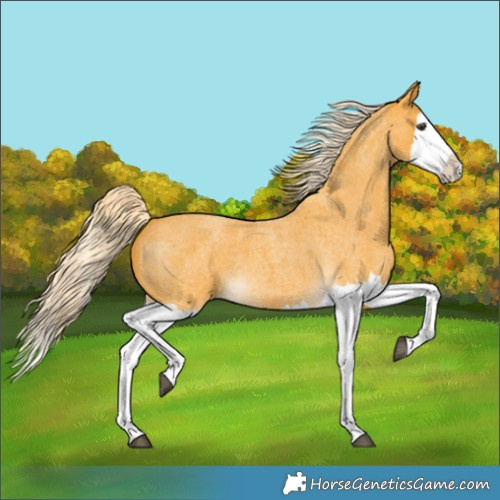 Horse Color:Palomino Roan Splash 