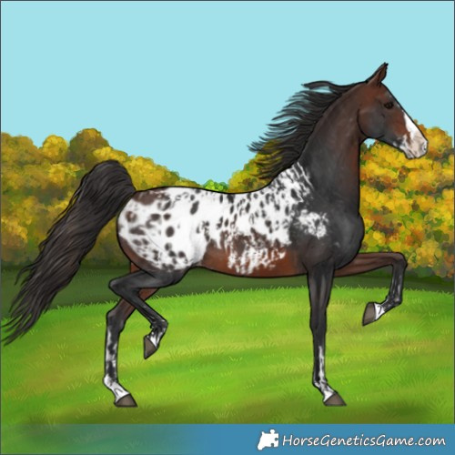 Horse Color:Brown Sabino Splash Blanket  and Brown Splash Blanket 