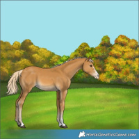 Horse Color:Palomino Varnish