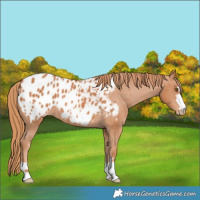 Horse Color:Chestnut Blanket