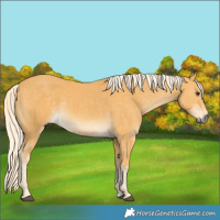 Horse Color:Palomino