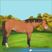 Horse Color:Bay 