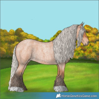 Horse Color:Silver Bay Roan 
