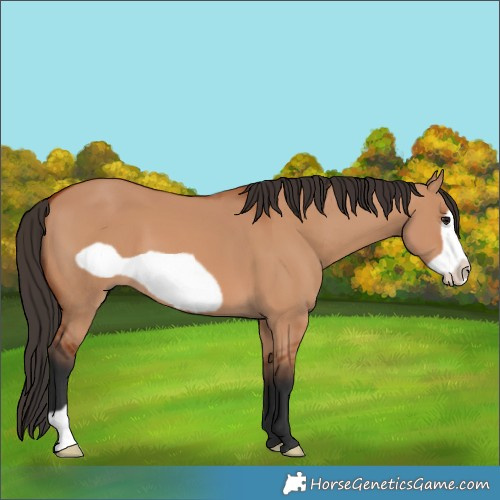 Horse Color:Bay Dun Frame 