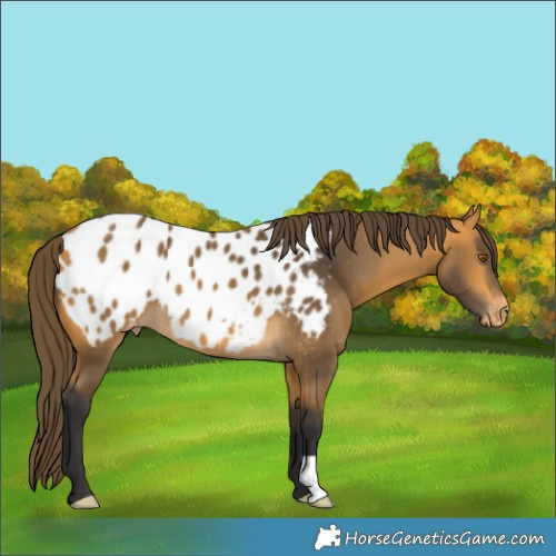 Horse Color:Buckskin Appaloosa 